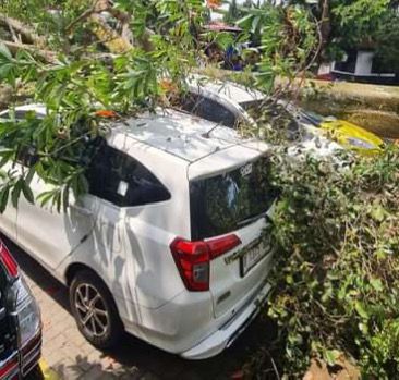 Pohon Tumbang di Area Parkir Farmhouse Lembang, Tak Ada Korban Jiwa