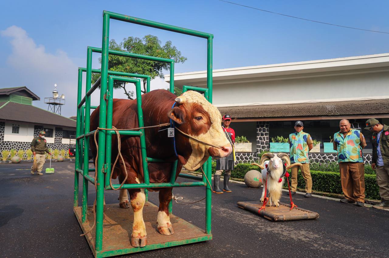 DKPP Siap Kendalikan Populasi Kucing Liar dan Perketat Pemeriksaan Hewan Kurban