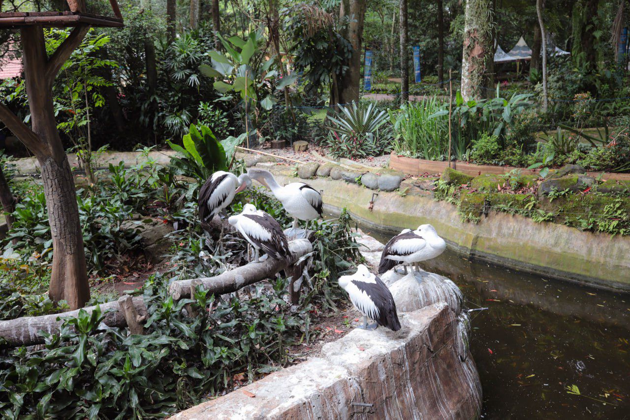 Farhan Ungkap Tiga Opsi Masa Depan Kebun Binatang Bandung