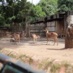 Pemkot Bandung Kaji Masa Depan Kebun Binatang dengan Pertimbangan Sejarah, Lingkungan, dan Kepentingan Publik
