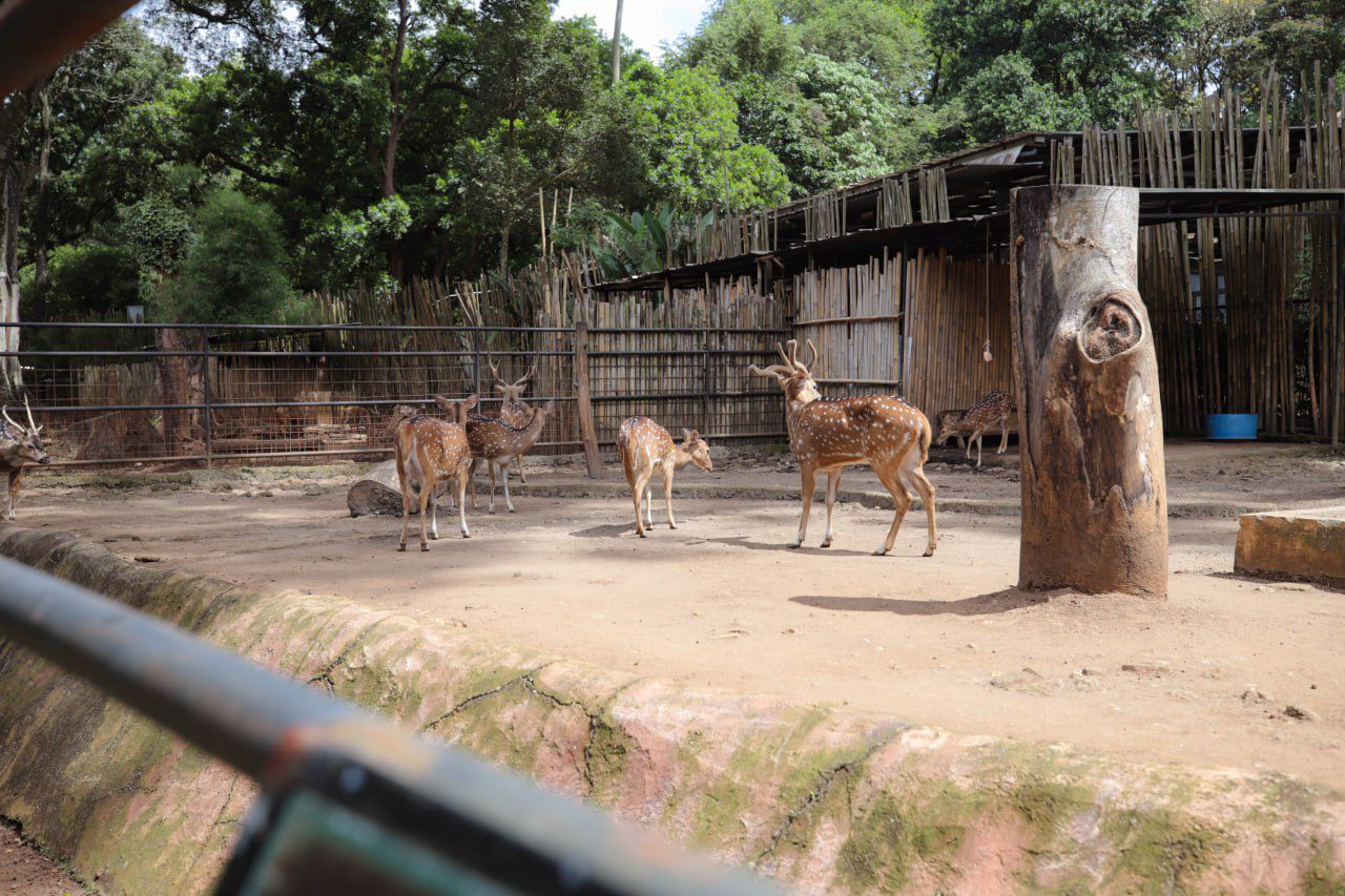 Pemkot Bandung Kaji Masa Depan Kebun Binatang dengan Pertimbangan Sejarah, Lingkungan, dan Kepentingan Publik