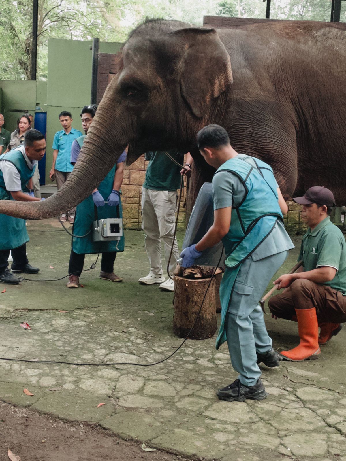 Satwa Prioritas Kebun Binatang Bandung Dipastikan Sehat, Pemkot Siapkan Perawatan Lanjutan