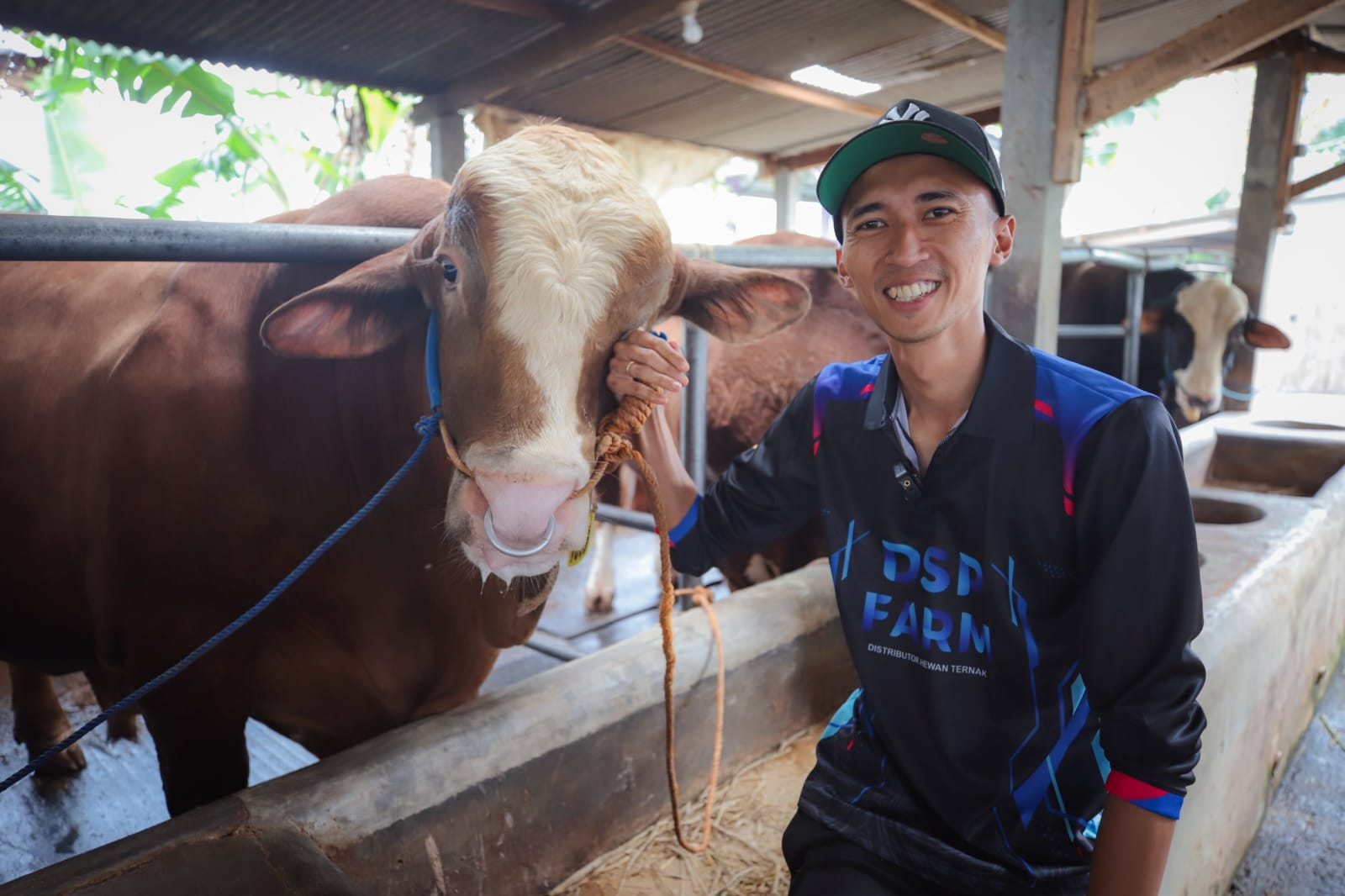 DSP Farm Enam Tahun Berturut-turut Jadi Pemasok Sapi Kurban Presiden