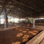 TPSS Gedebage Olah 20 Ton Sampah per Hari, Maggot Reduksi hingga 8 Ton Sampah Organik